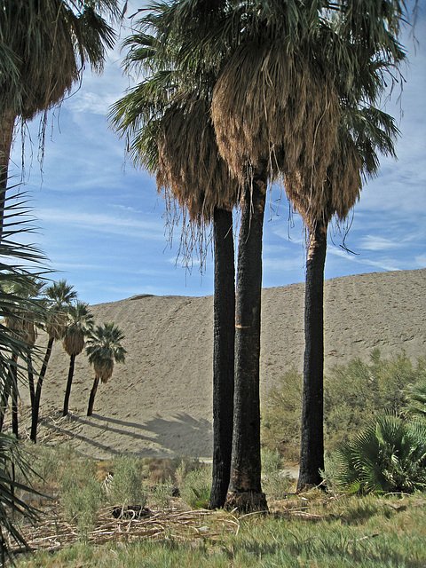 Wilhelm's Metate Ranch (1577)