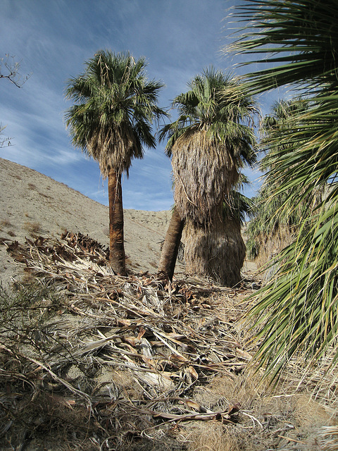 Wilhelm's Metate Ranch (1582)