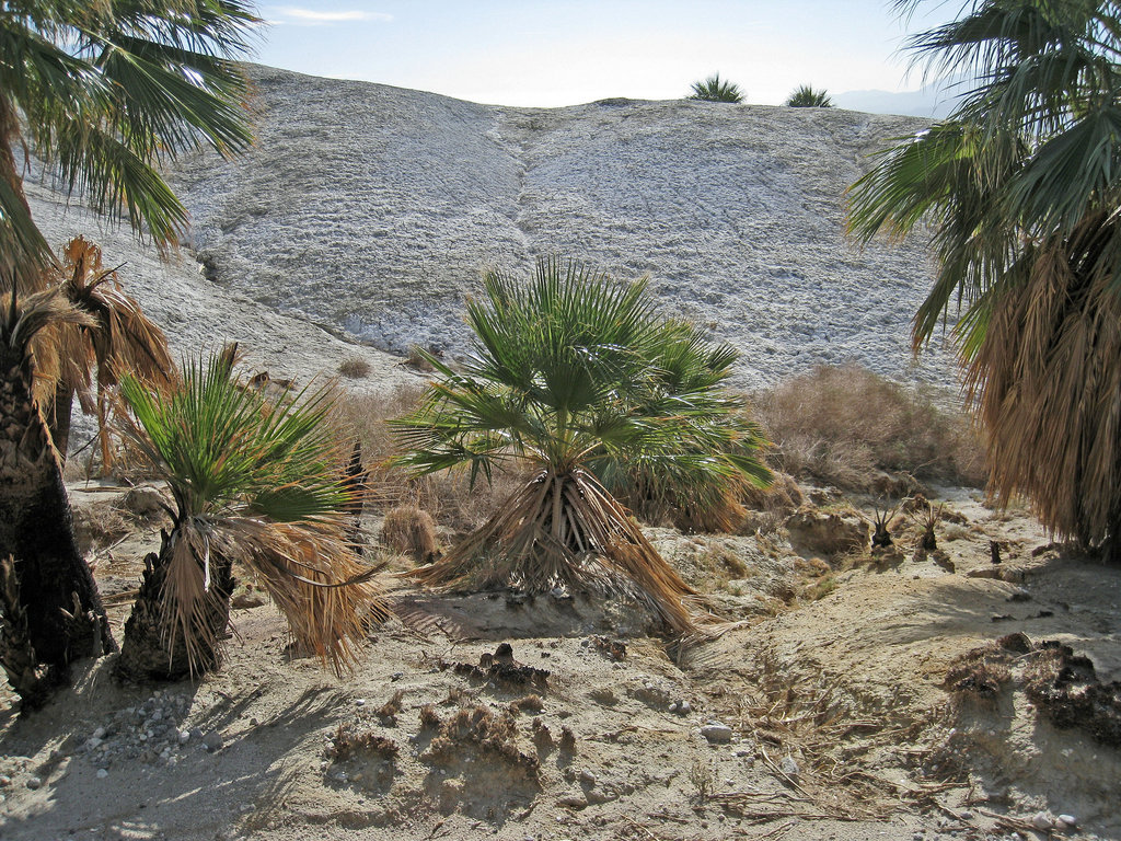 Wilhelm's Metate Ranch (1594)