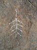 Wilhelm's Metate Ranch Petroglyph (2187)