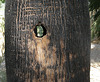 Woodpecker Hole (1568)