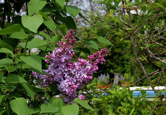 Syringa vulgaris