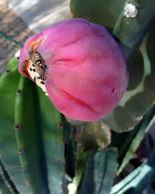 Cereus Fruit (2406)