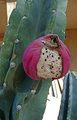 Cereus Fruit (2407)