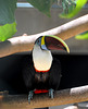 Tucan