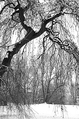 Groteska arbo Groteska arbo