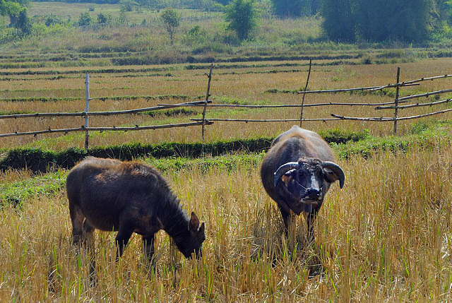 Way to the Plain of Jars third site