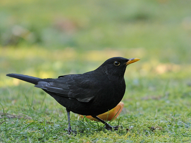 Amsel