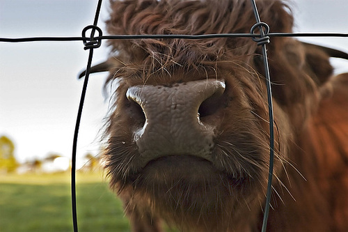 Wet nose