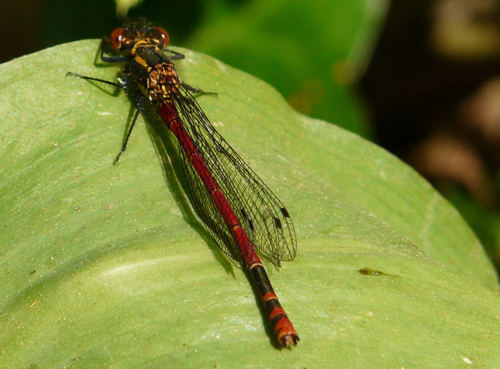 Large Red Damselfly