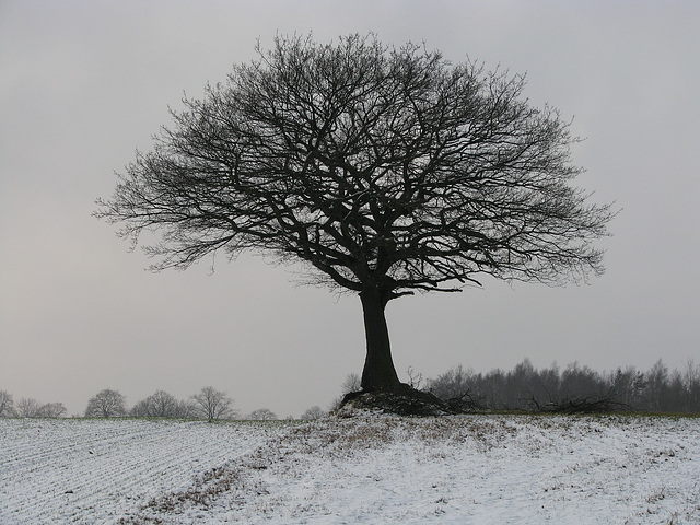 Mein Wintermärchen Mein Wintermärchen
