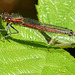 Large Red Damselfly Side