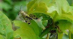 Scary Looking: Mecoptera - Scorpionfly