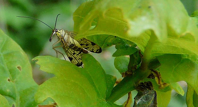 Scary Looking: Mecoptera - Scorpionfly