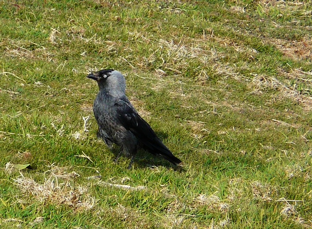 Jackdaw