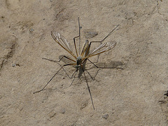 Humongous Mosquito