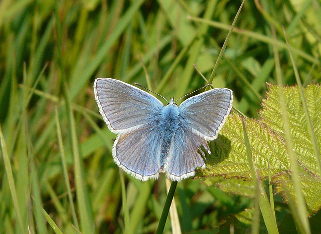 Common Blue