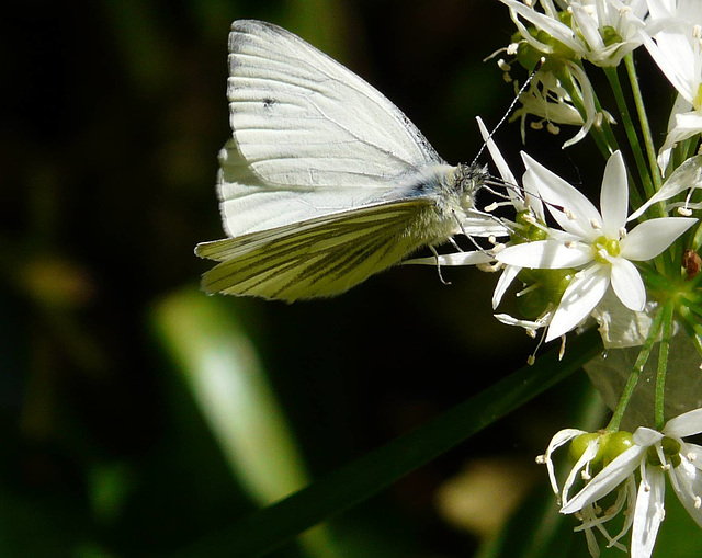 Orange Tip Female 2