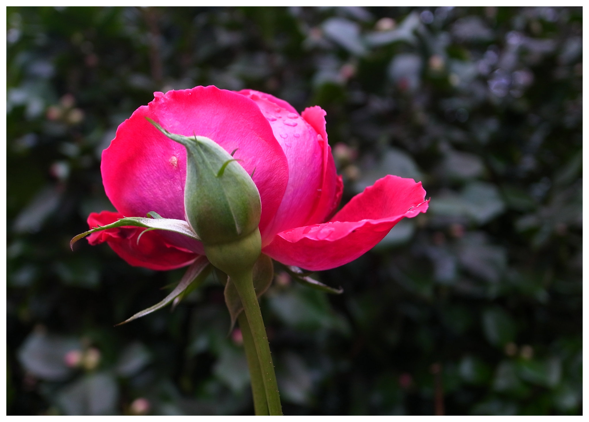 Rose Jan 1 2012
