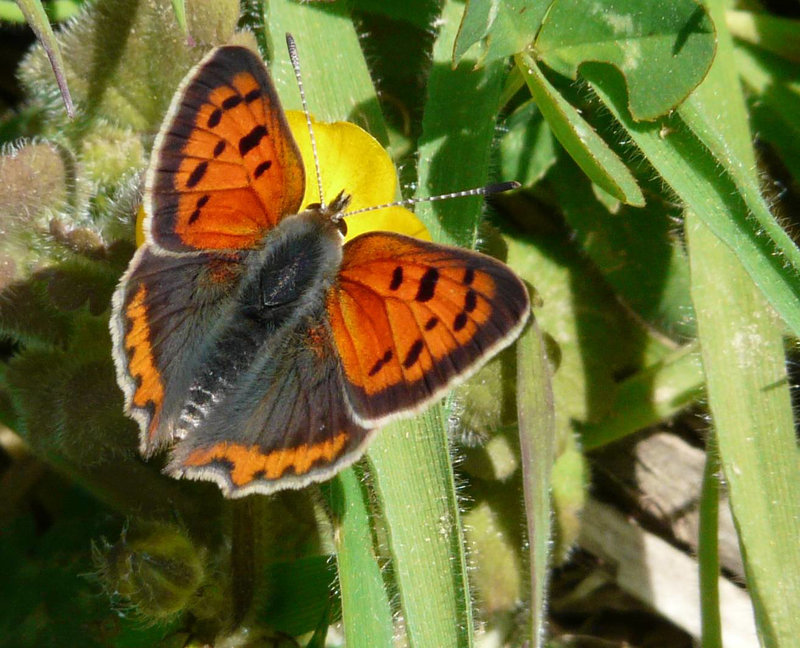 Small Copper