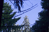 Hermannsweg // Sunny Treetop