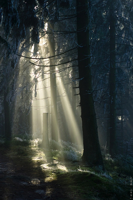 Hermannsweg // Licht ist alles 2