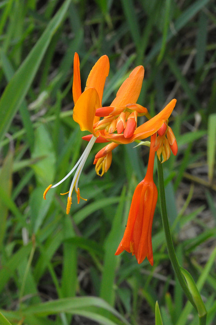 Gladiole? Lilie?