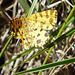 Speckled Yellow Moth