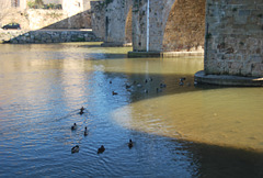 canard sur l'aude sous le pont vieux