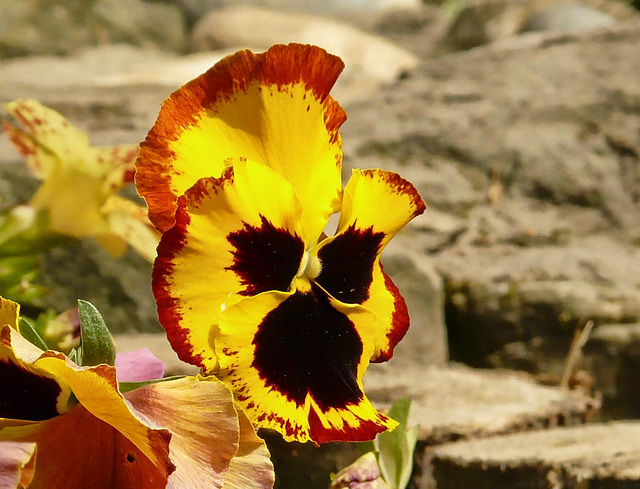 Yellow Pansy