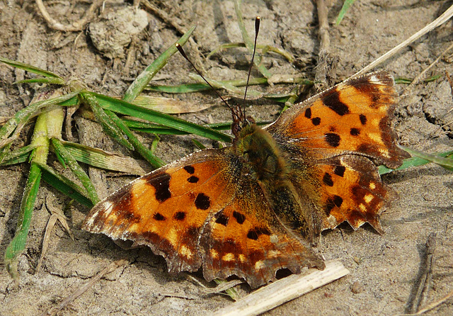 Comma