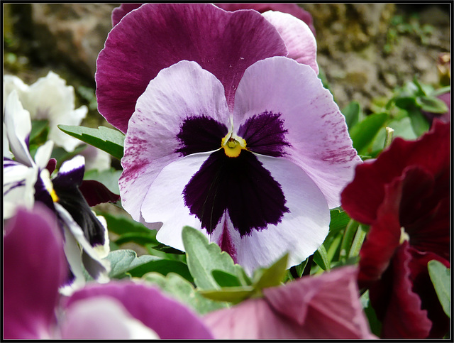 Lavender Pansy