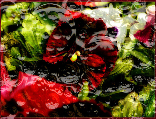 Pansy With Texture
