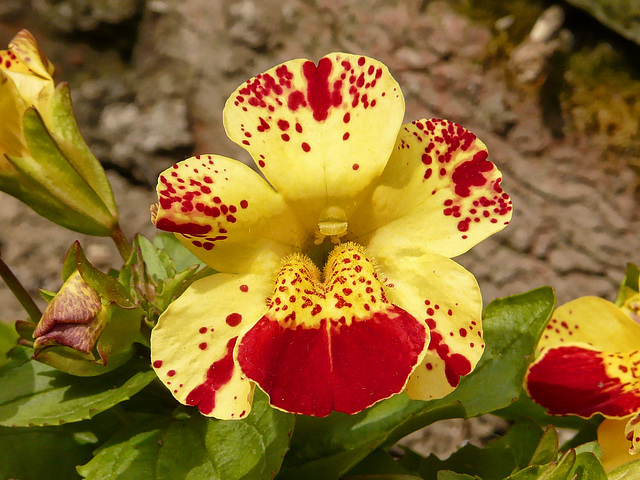 Mimulus