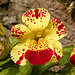 Mimulus