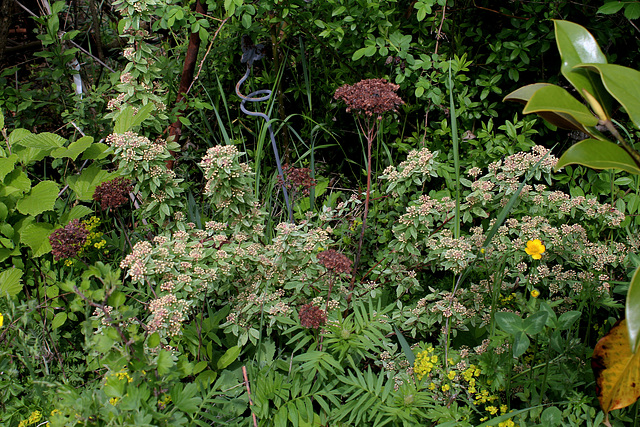 Spiraea x vanhouttei 'Pink Ice'