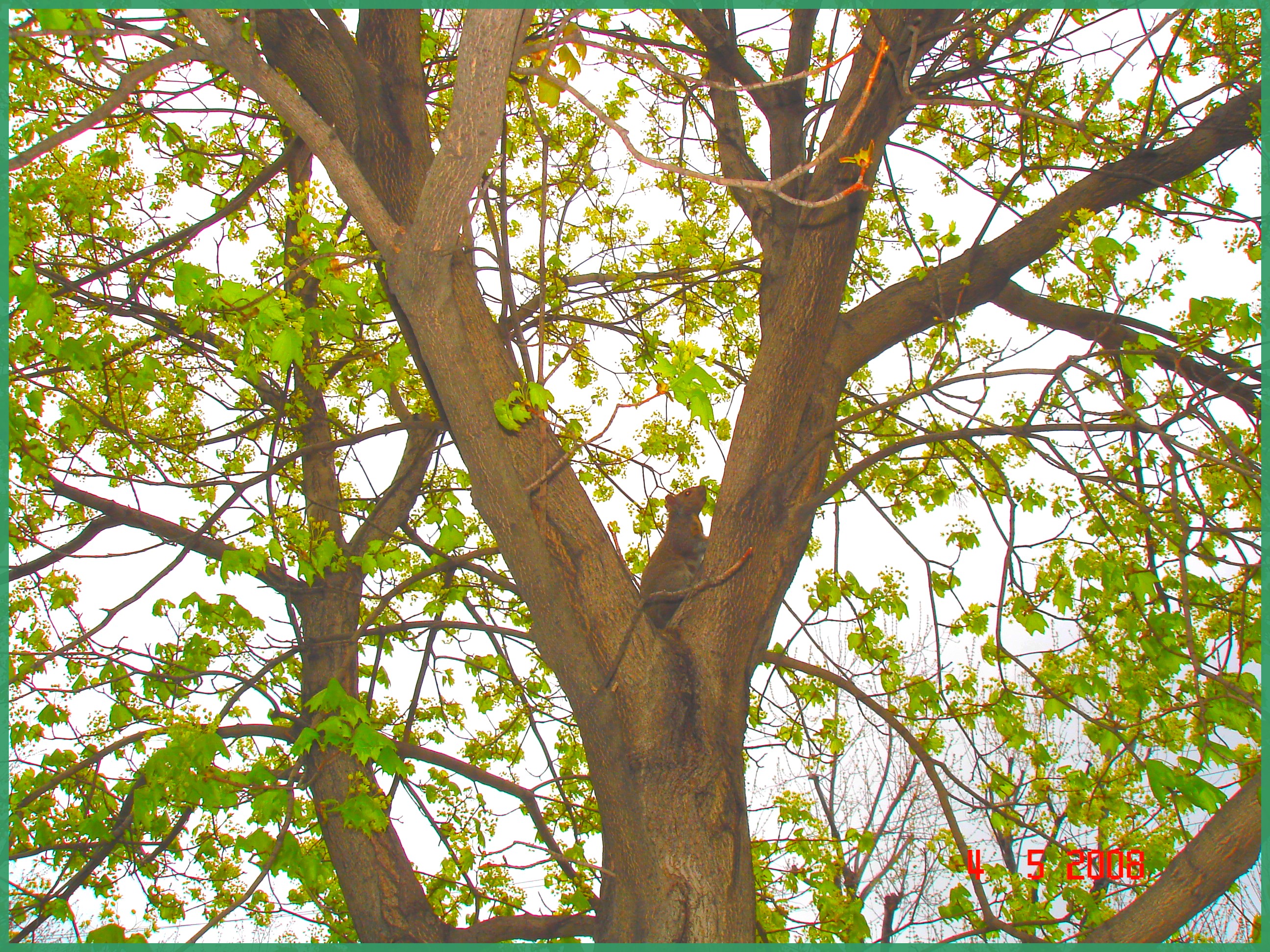 Écureuil collégial - Collegial squirrel.  Dans ma ville / hometown.