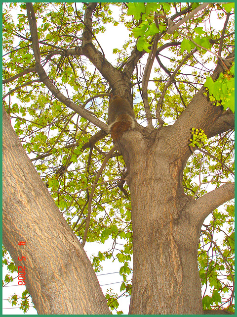 Écureuil collégial - Collegial squirrel.   Dans ma ville / Hometown. 4 mai 2008.