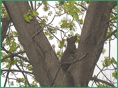Écureuil collégial - Collegial squirrel.   Dans ma ville / Hometown. 4 mai 2008.