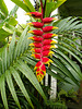 Heliconia rostrata