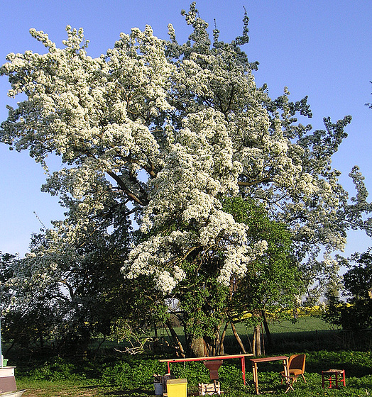 Uralter Birnbaum auf Rügen
