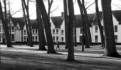 Bruges Trees 1