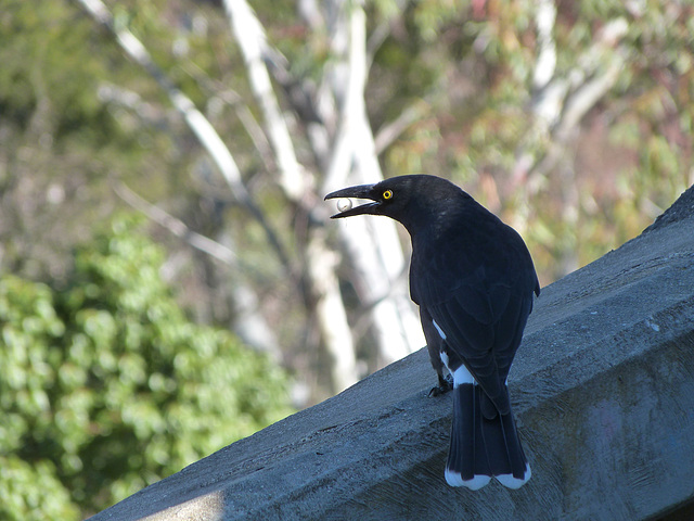 currawong