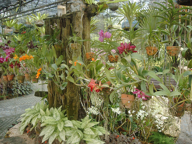 Tropical Garden