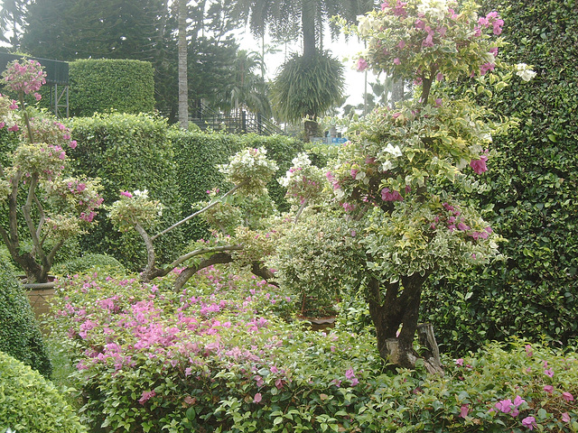 Tropical Garden (8)