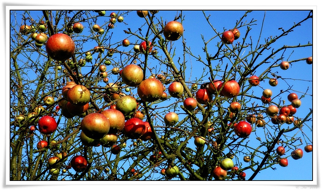 Winteräpfel