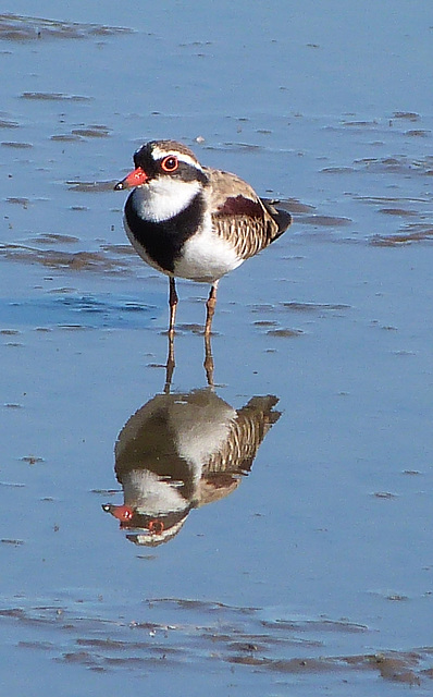 laratinga  black fronted dotterel