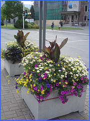 Bouquets de rue / Street bunches of flowers - Downtown / Centre-ville de Rimouski, Québec. CANADA.  11 août 2007.