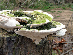 Mossy Bracket Fungus