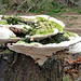 Mossy Bracket Fungus